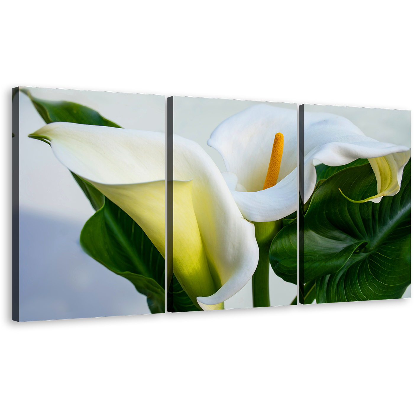 Arum Lily Canvas Wall Art, Zantedeschia Aethiopica Green Leaves Triptych Canvas Print, White Calla Lily Flowers 3 Piece Canvas Set