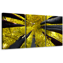 Load image into Gallery viewer, Aspen Tree Canvas Wall Art, Yellow Looking Up Forest Autumn Canvas Print, Looking Up Grey Trees 3 Piece Canvas Set
