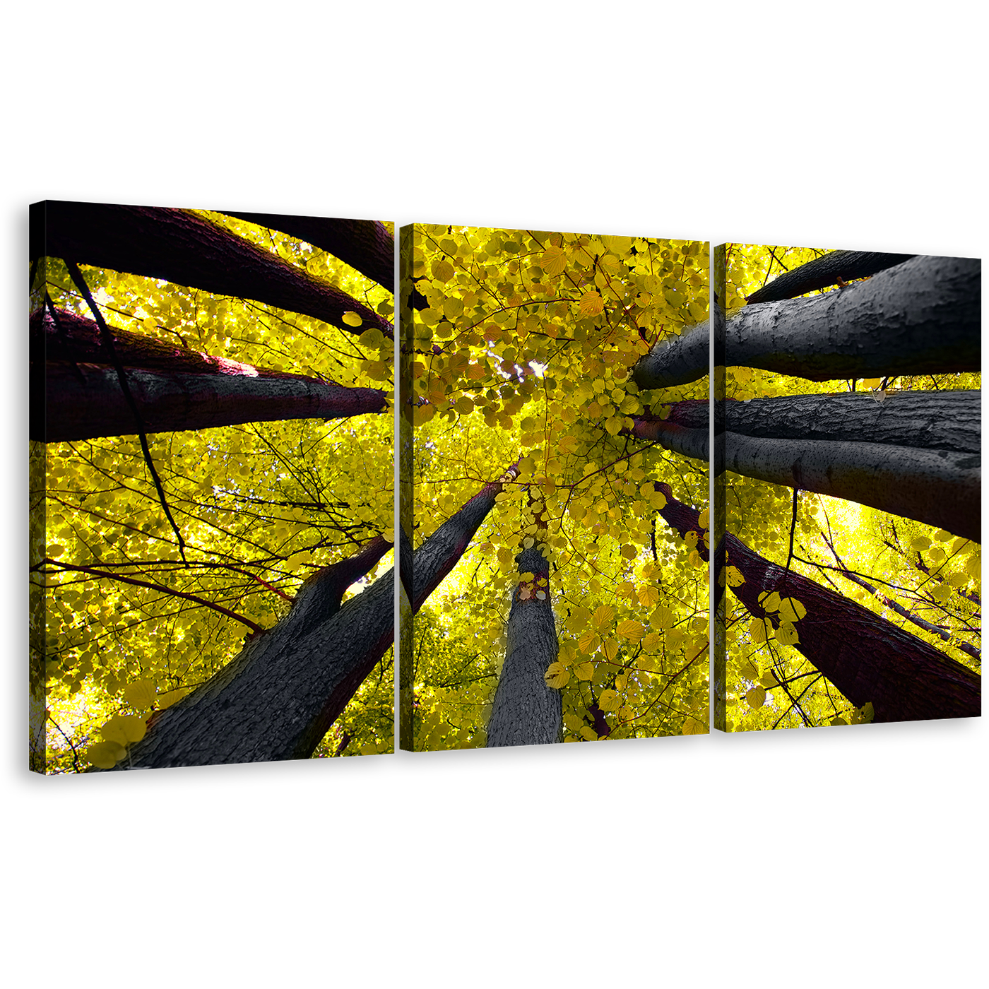 Aspen Tree Canvas Wall Art, Yellow Looking Up Forest Autumn Canvas Print, Looking Up Grey Trees 3 Piece Canvas Set