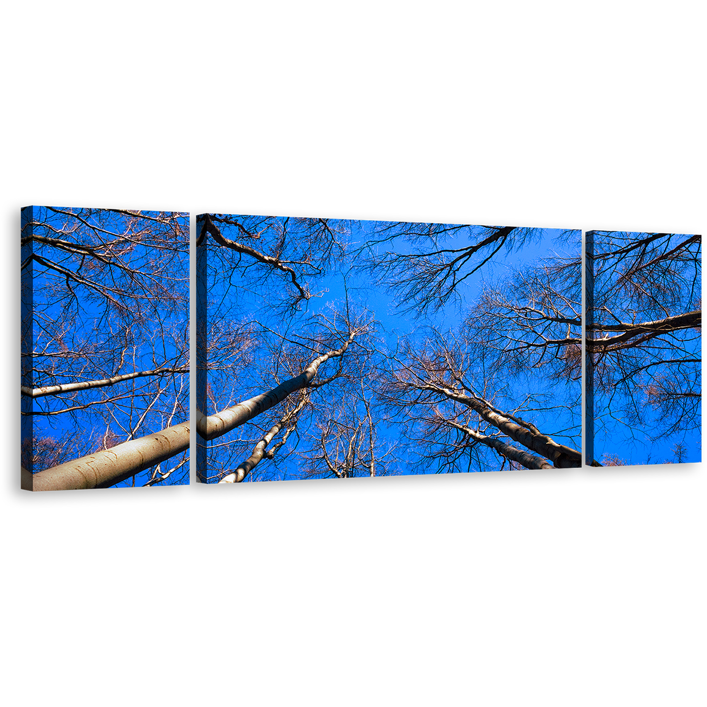 Autumn Ascent Canvas Print, Brown Tree Branches Canvas Set, Looking Up Trees Blue Sky 3 Piece Wall Art