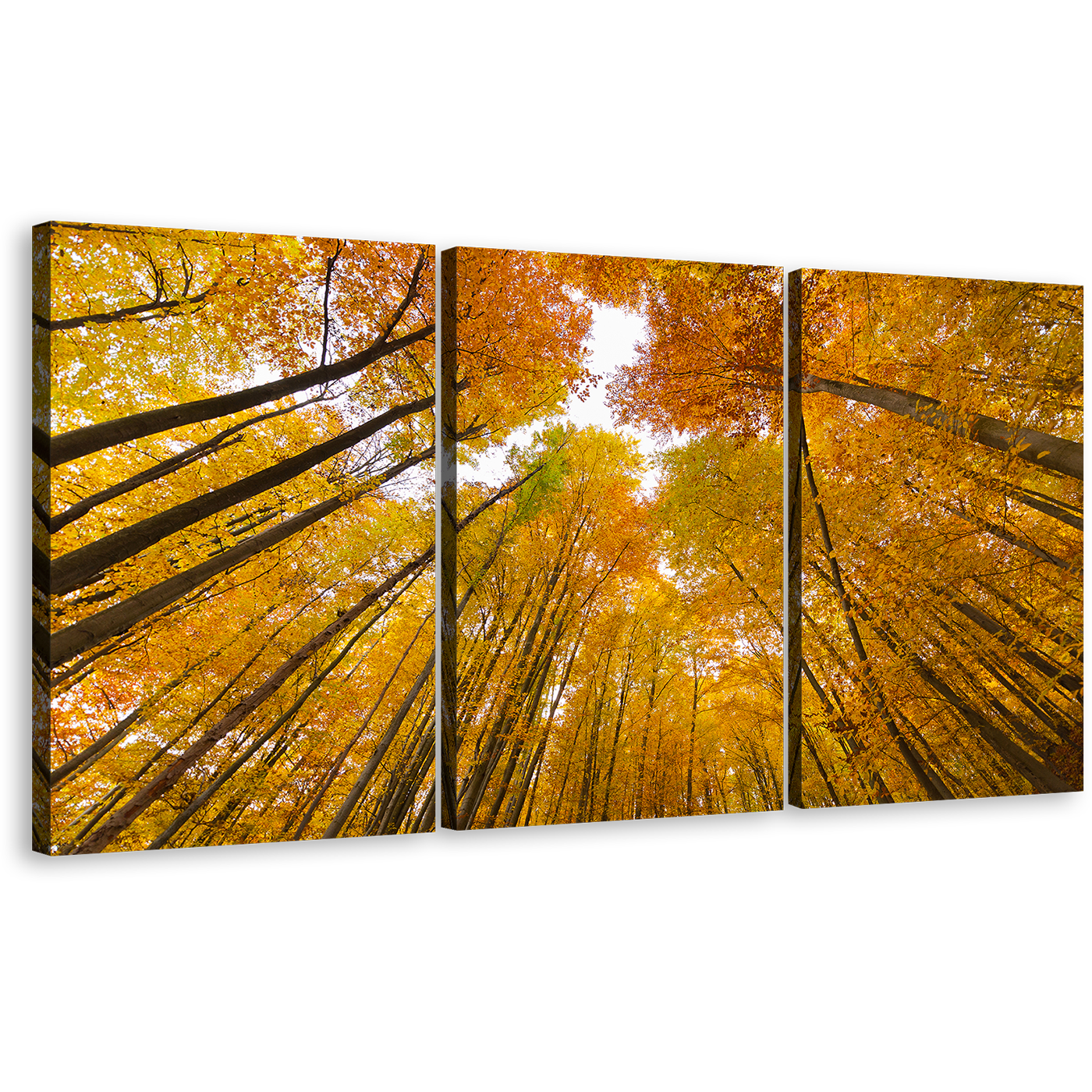 Autumn Forest Canvas Wall Art, Yellow Orange Trees Looking Up Canvas Print, Looking Up White Sky 3 Piece Canvas