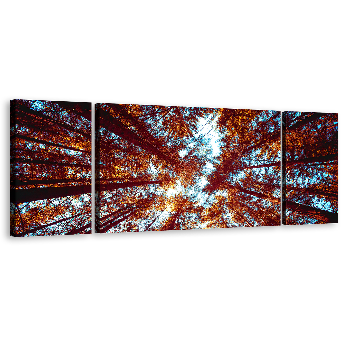 Autumn Forest Wall Art, Blue Sky Sunrise Triptych Canvas Set, Looking Up Orange Trees Forest Canvas Print