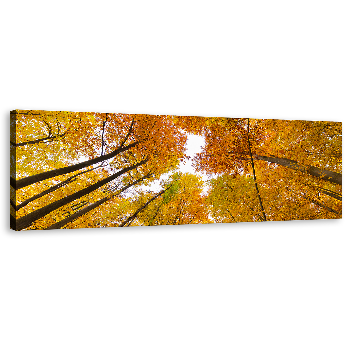 Autumn Trees Canvas Wall Art, Looking Up White Sky 1 Piece Canvas Artwork, Looking Up Through Orange Forest Canvas Print