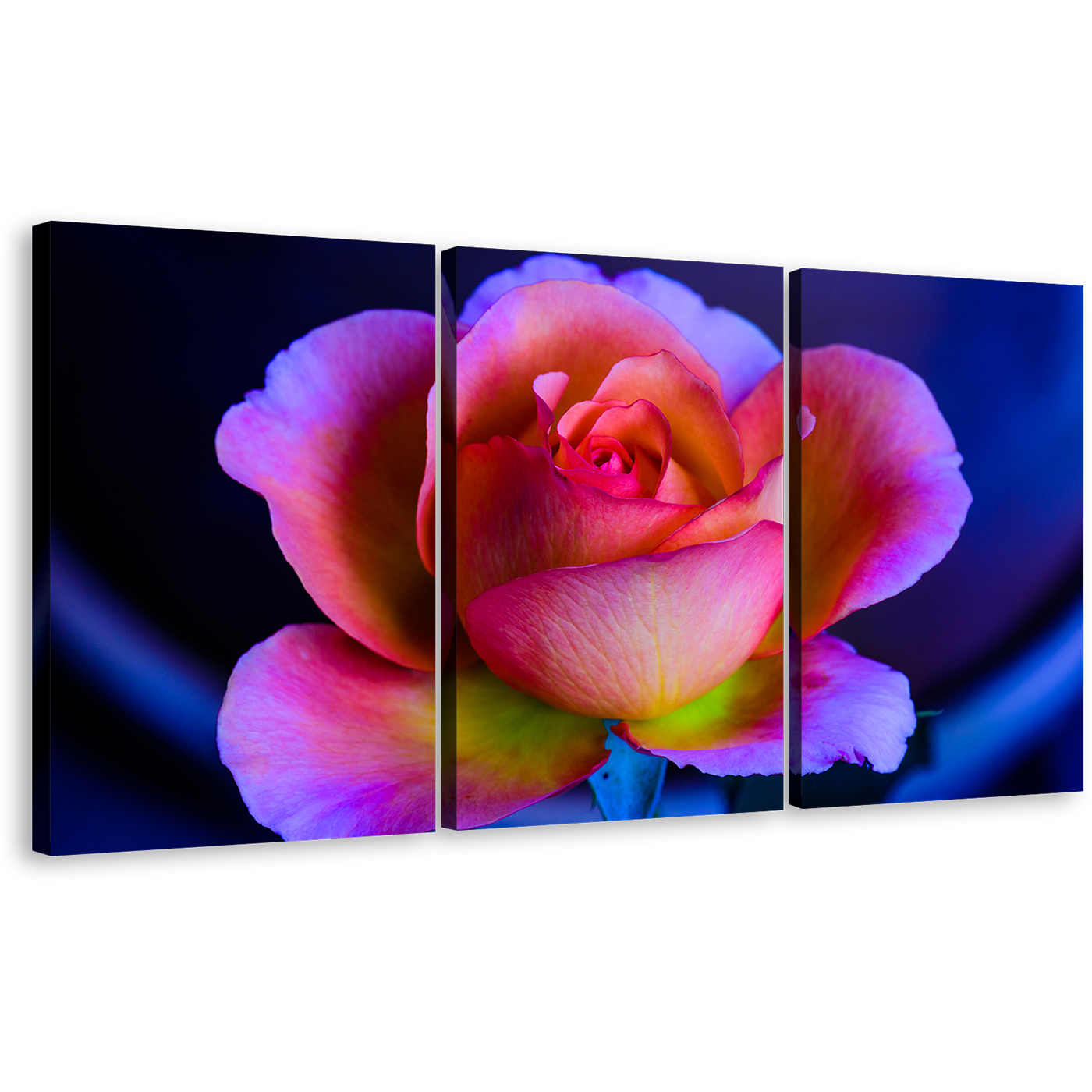 Beautiful Rose Canvas Print, Purple Pink Rose Flower Multi Canvas, Blue Background Floral 3 Piece Canvas Wall Art