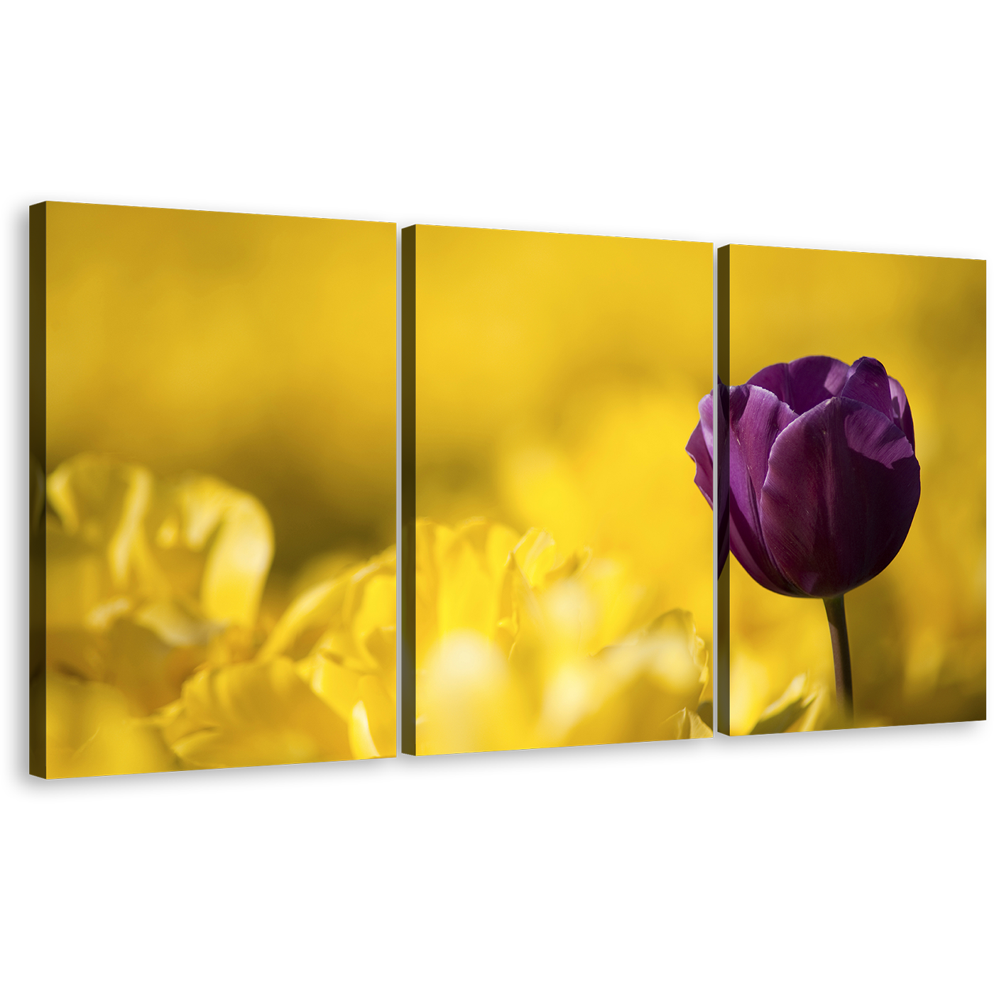 Beautiful Tulip Canvas Wall Art, Purple Tulip Flower Close Up 3 Piece Canvas Print, Yellow Fields Background Triptych Canvas Set