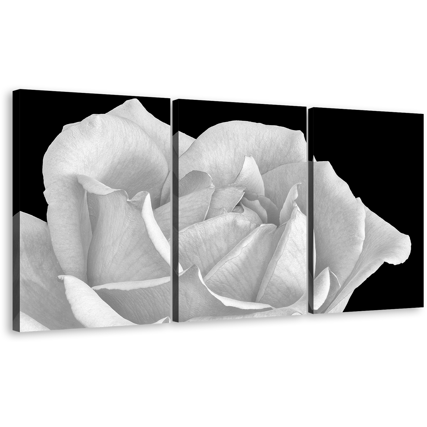 Blooming Rose Canvas Print, Black Background Monochrome Flower 3 Piece Canvas Wall Art, White Rose Digital Painting Canvas Set