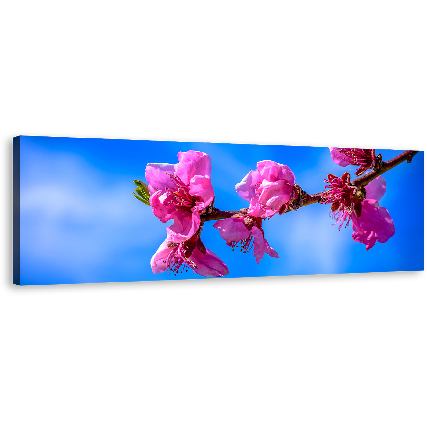 Blossoming Branch Canvas Wall Art, Pink Flowers 1 Piece Canvas Artwork, Beautiful Blue Sky Floral Canvas Print