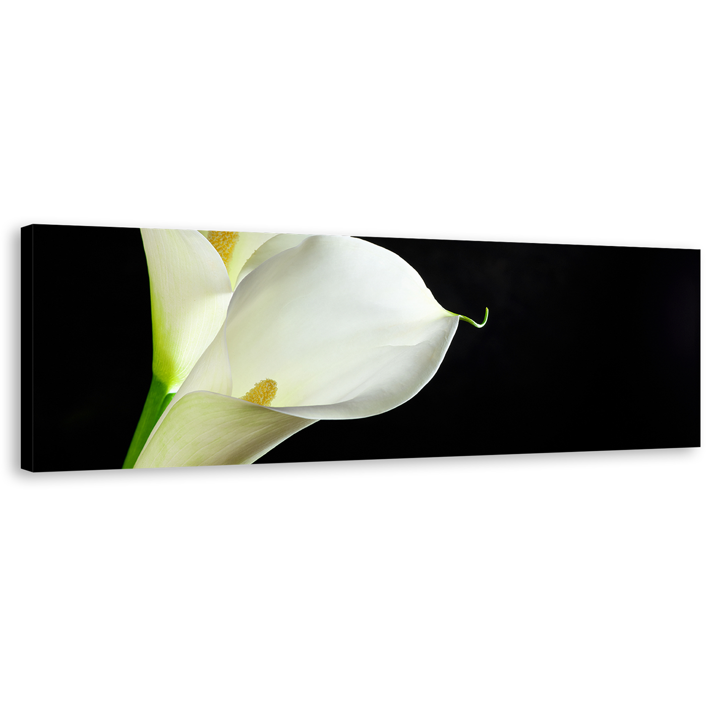 Calla Lilies Canvas Wall Art, White Lily Black Background Wide Canvas, Isolated Flower Panoramic Canvas Print