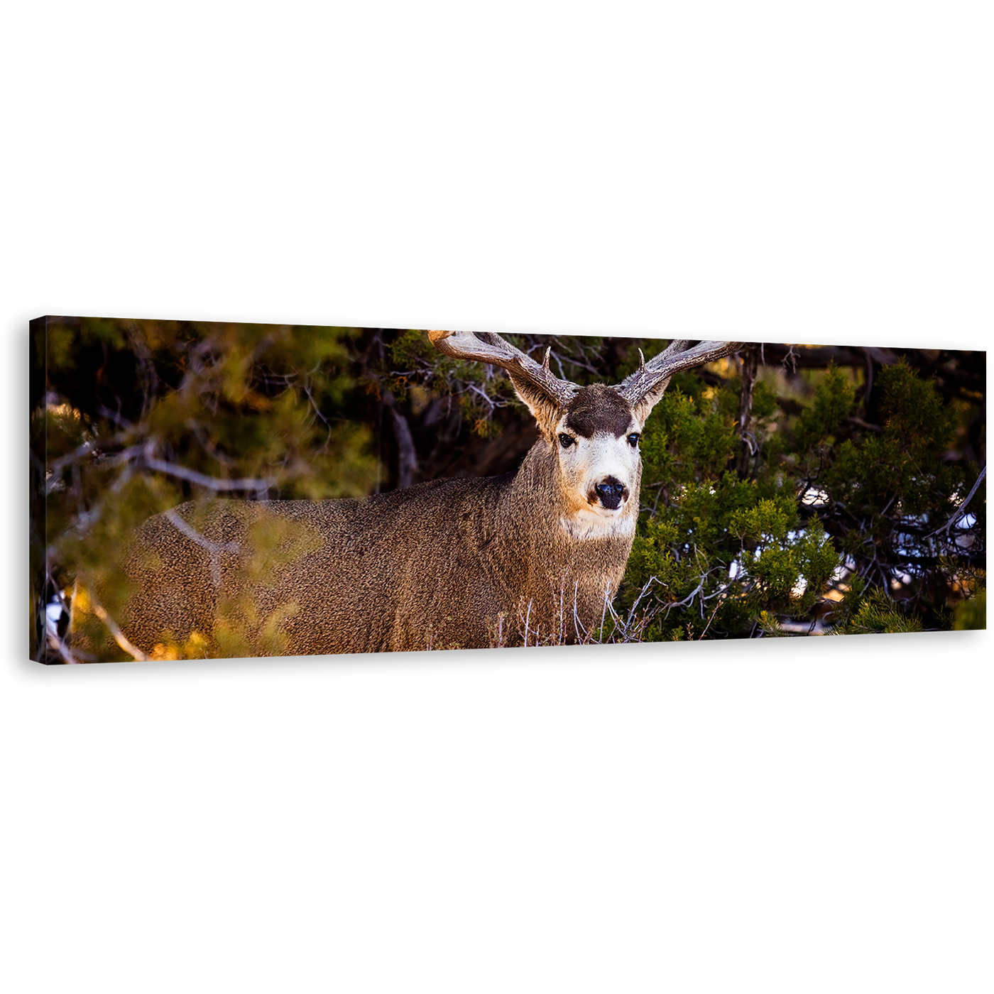 Deer Wildlife Canvas Wall Art, Deer Green National Park 1 Piece Canvas Print, Brown Mule Deer Staring Canvas Artwork