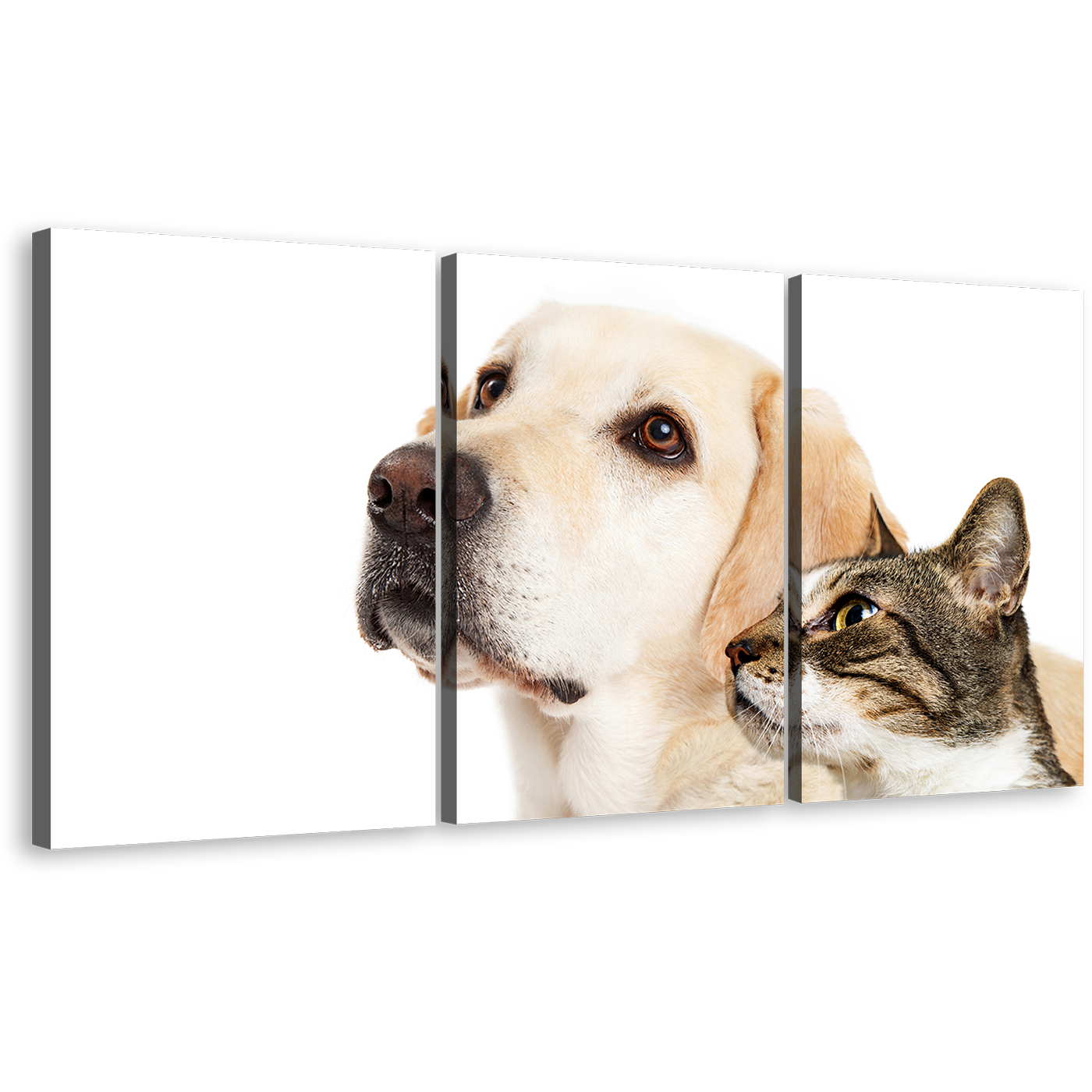 Dog Animal Canvas Wall Art, Labrador Dog and Brown Cat 3 Piece Multiple Canvas, White Dog and Cat Pets Canvas Print