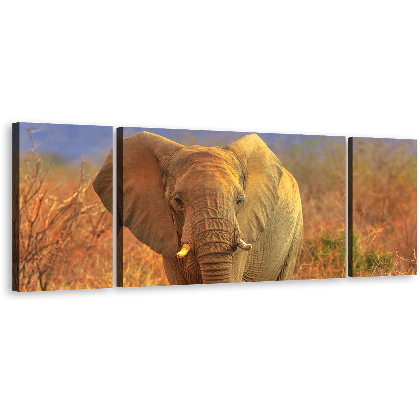 Elephant Front Wall Art, Grey Isolated Elephant 3 Piece Canvas Print, Animal in Orange Nature Multiple Canvas