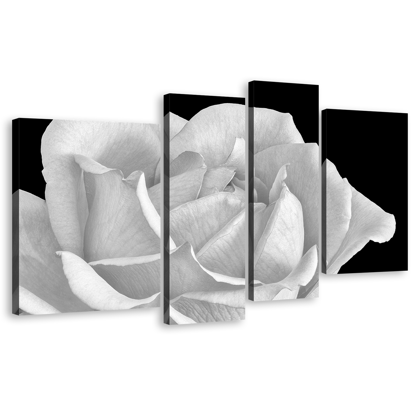 Flowering Blooming Canvas Wall Art, White Rose Digital Painting 4 Piece Canvas, Black Background Close Up Flower Canvas Print