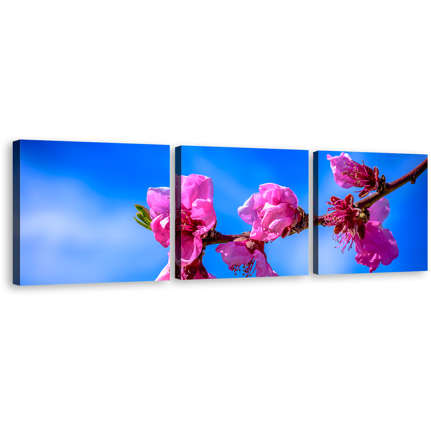 Flowers Branch Canvas Wall Art, Blue Sky Blossom Digital Painting 3 Piece Canvas Set, Pink Floral Canvas Print