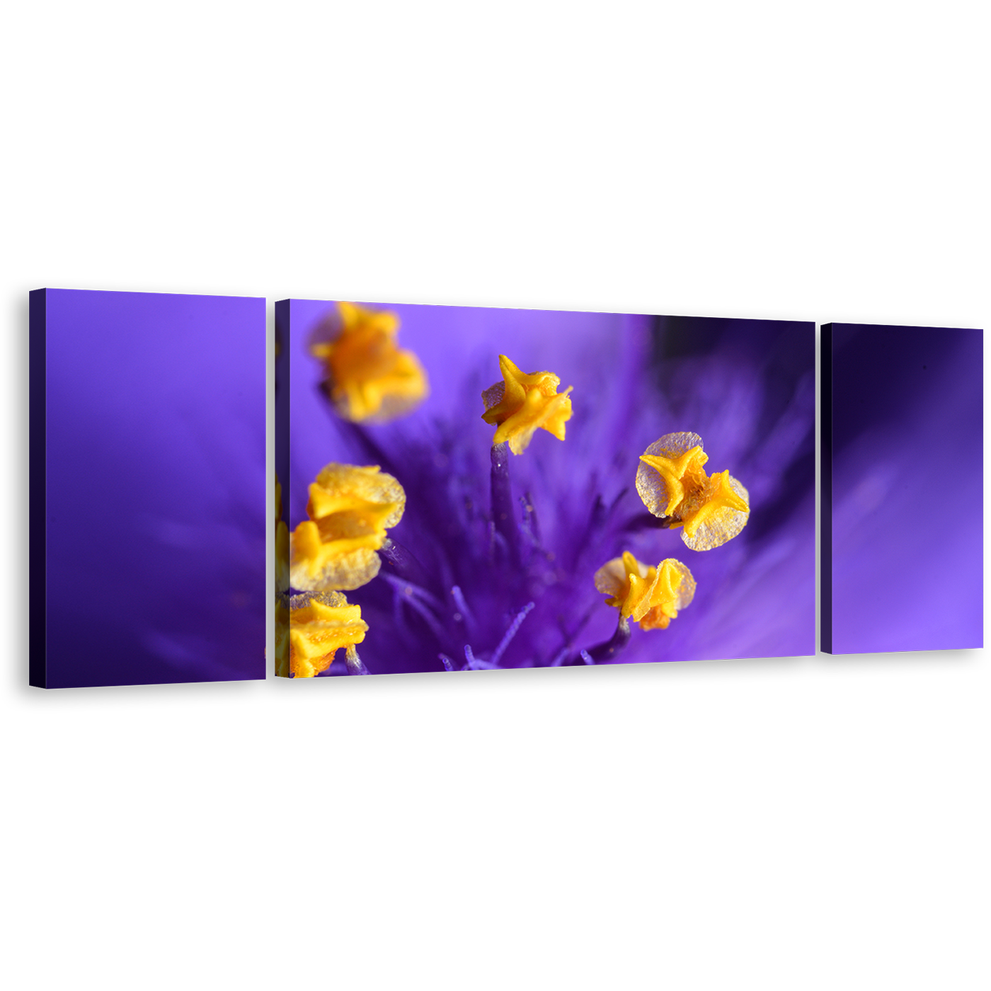 Flowers Closeup Canvas Wall Art, Isolated Purple Floral 3 Piece Canvas Print, Yellow Pistill Canvas Set