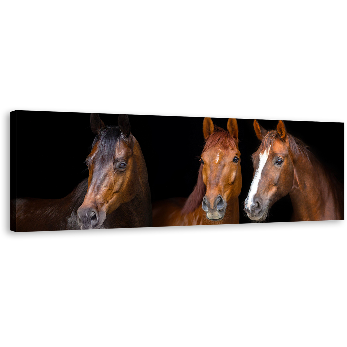 Horses Portrait Canvas Wall Art, Horses Black Background Wide Canvas, Three Brown Horses 1 Piece Canvas Print