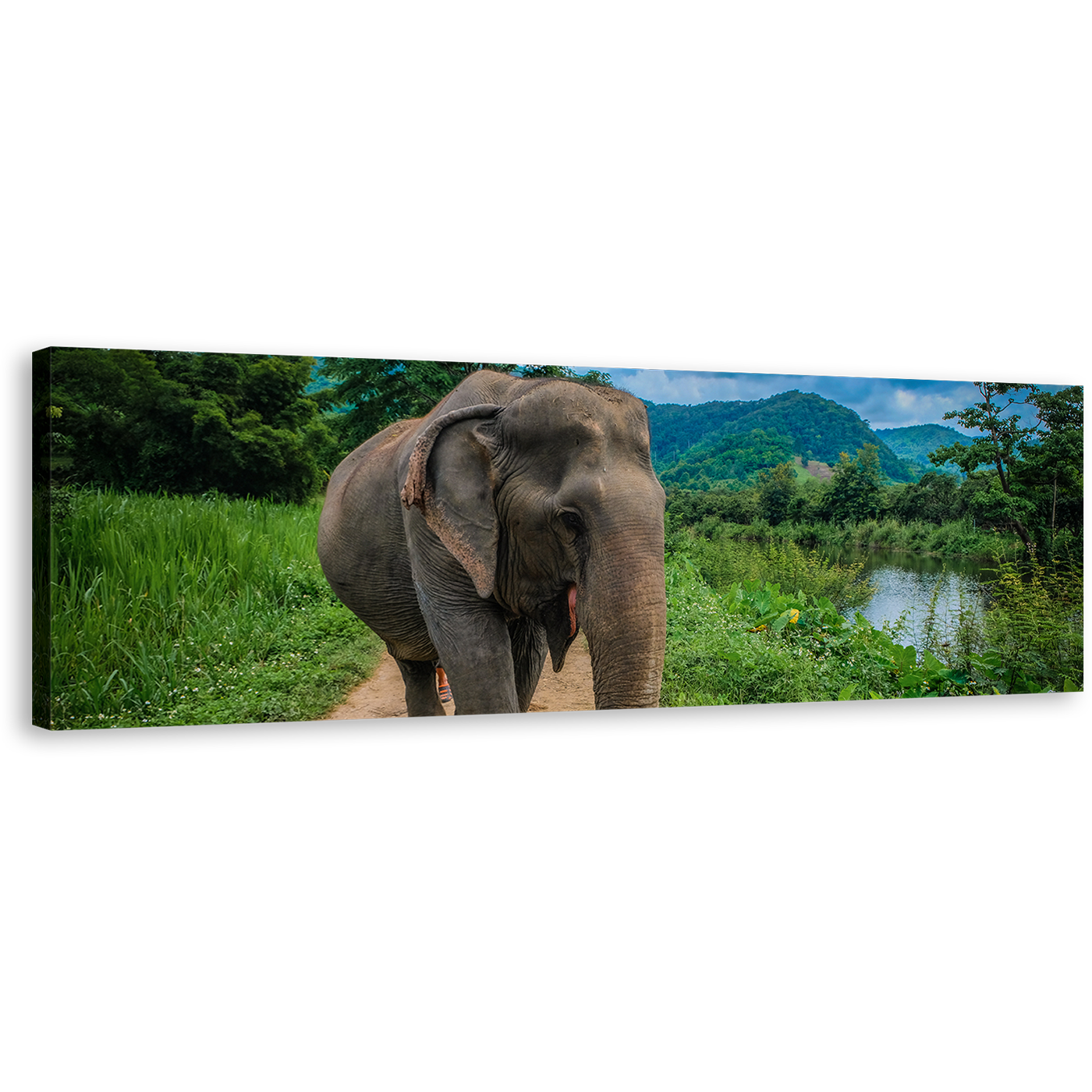 Isolated Elephant Canvas Wall Art, Elephant in Green Nature Wide Canvas, Grey Elephant Walking 1 Piece Canvas Print