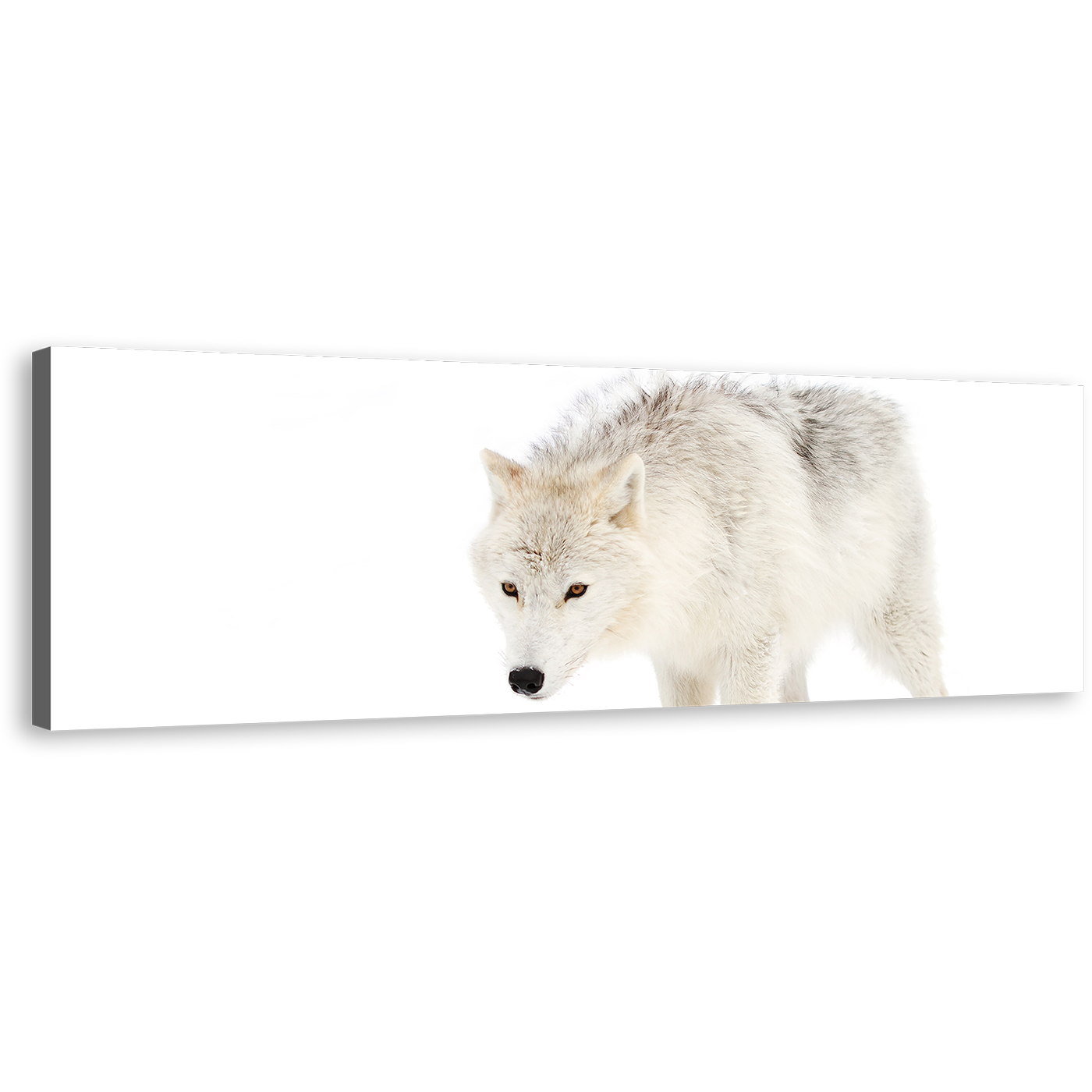 Isolated Wolf Canvas Print, White Wolf Close Up 1 Piece Canvas Wall Art, Wolf Snow Wide Canvas