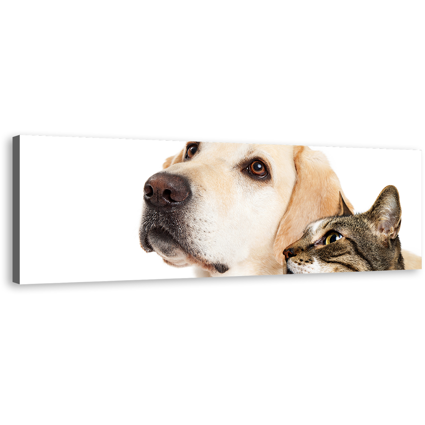 Labrador Dog Canvas Wall Art, White Background Dog and Cat 1 Piece Canvas Print, Brown Cat Isolated Wide Canvas