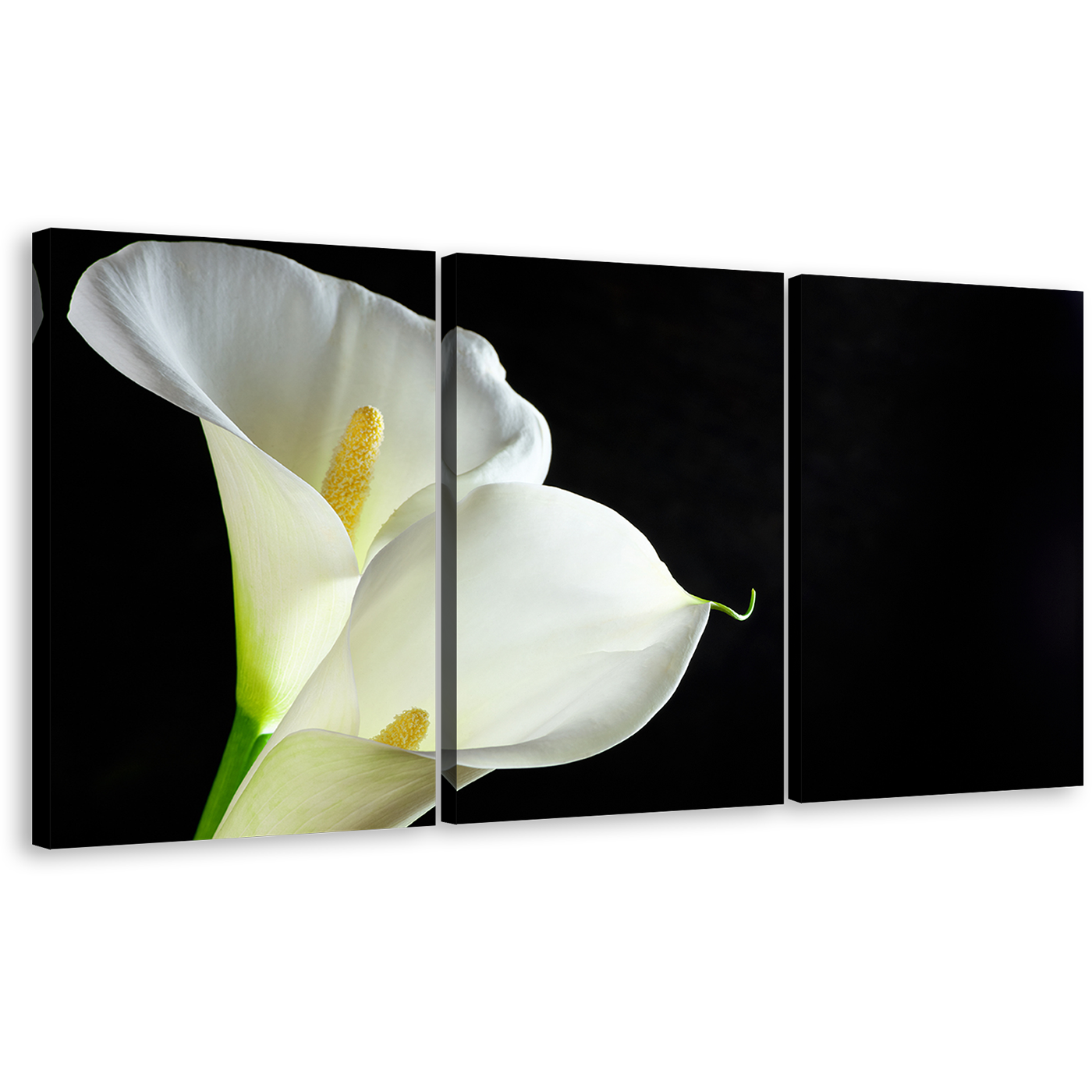 Lily Flower Canvas Wall Art, White Lilies Isolated 3 Piece Multi Canvas Artwork, Black Background Flower Canvas Print