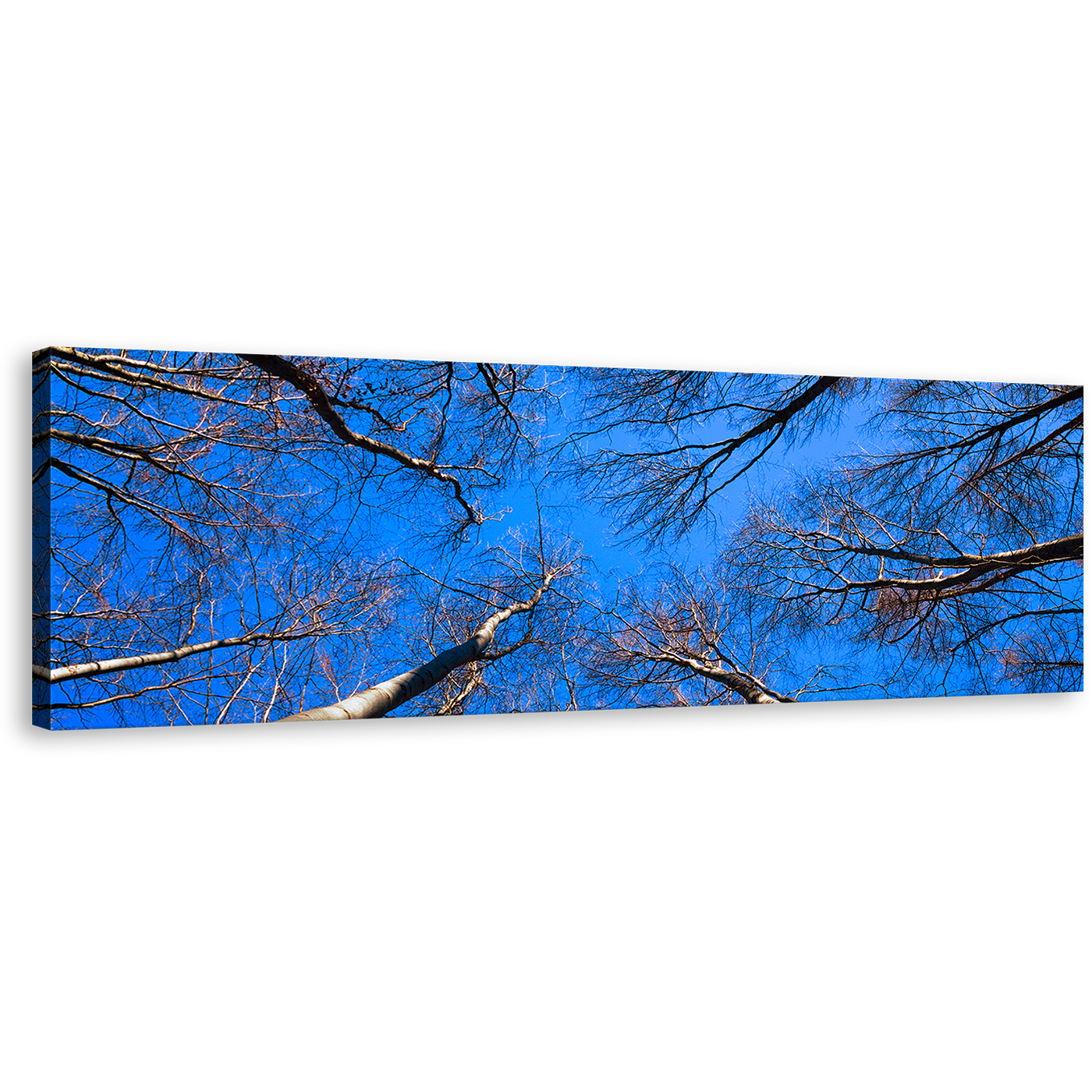 Looking Up Wall Art, Beautiful Brown Tree Branches Canvas Print, Trees Autumn at Blue Sky Panoramic Canvas