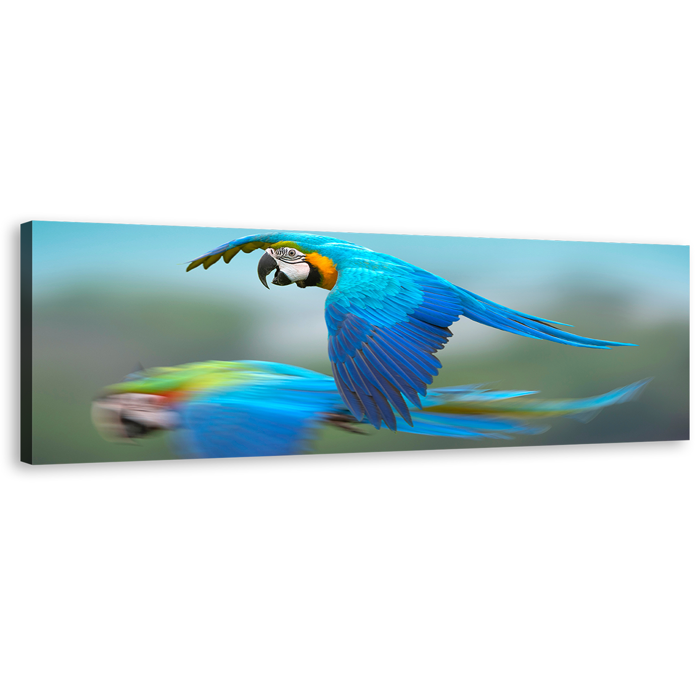 Macaw Flying Canvas Wall Art, Blue Exotic Parrot 1 Piece Canvas Print, Colorful Parrot Flying Canvas Artwork