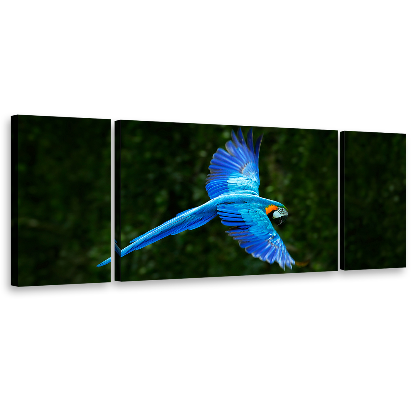 Macaw Parrot Canvas Wall Art, Blue Flying Bird 3 Piece Multiple Canvas, Green Forest Background Triptych Canvas Print