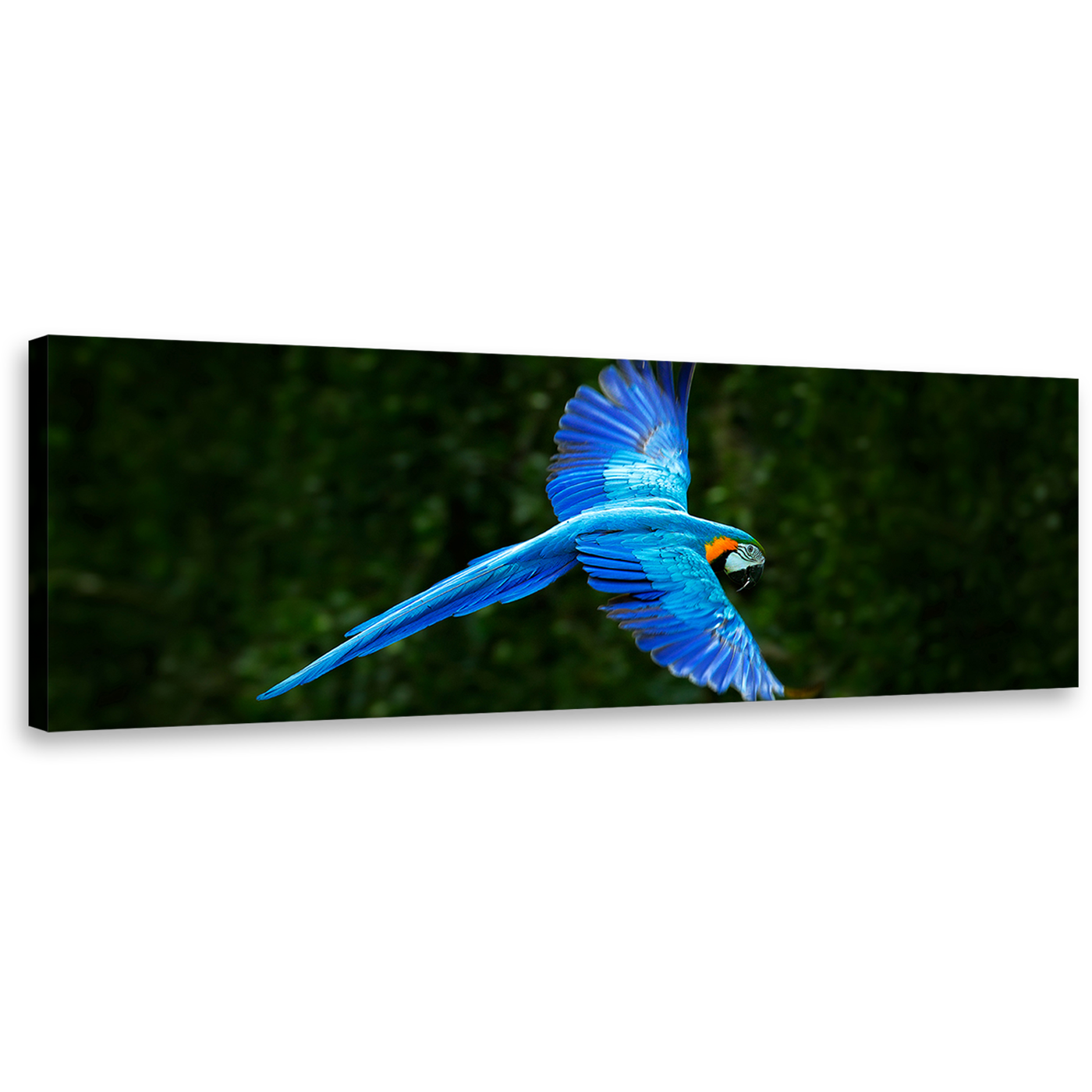 Macaw Parrot Canvas Wall Art, Blue Flying Bird Panoramic Canvas Print, Green Forest Background 1 Piece Canvas