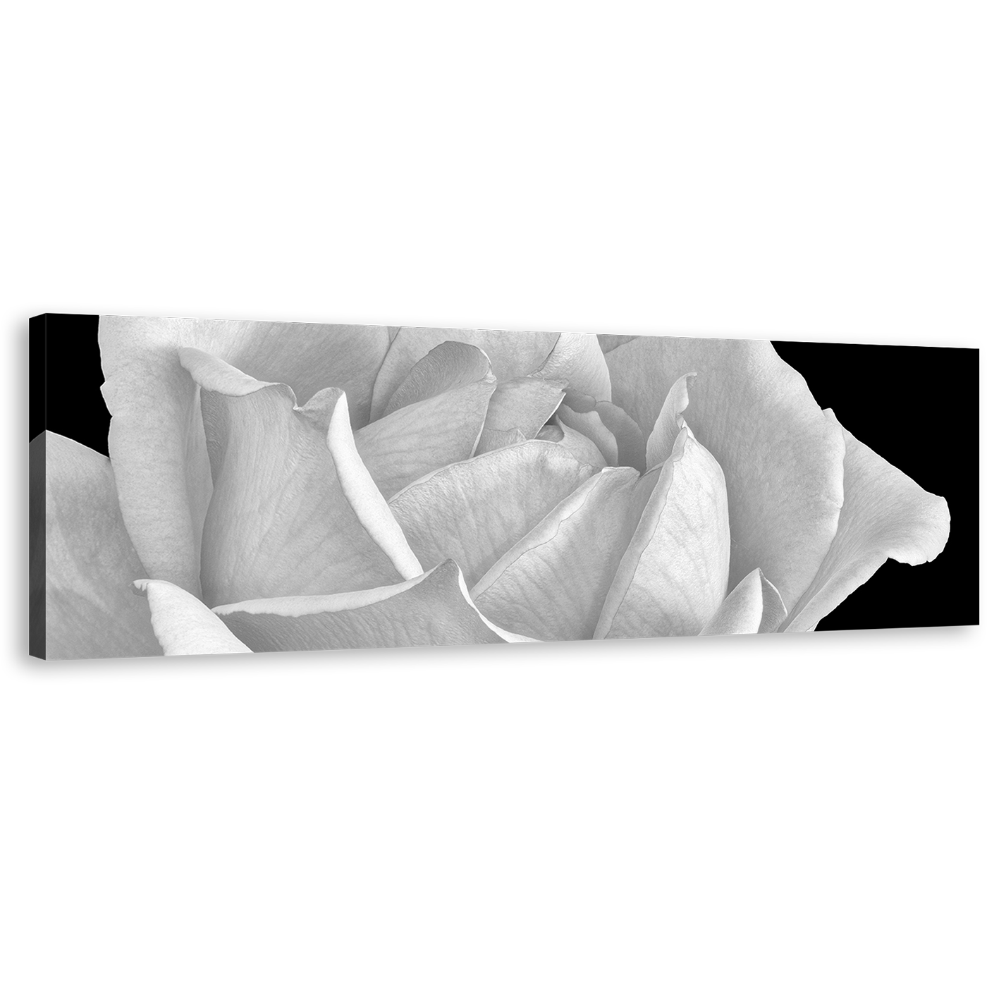 Monochrome Flower Canvas Wall Art, White Rose Blossom Canvas Print, Black Background Flowering Blooming Panoramic Canvas