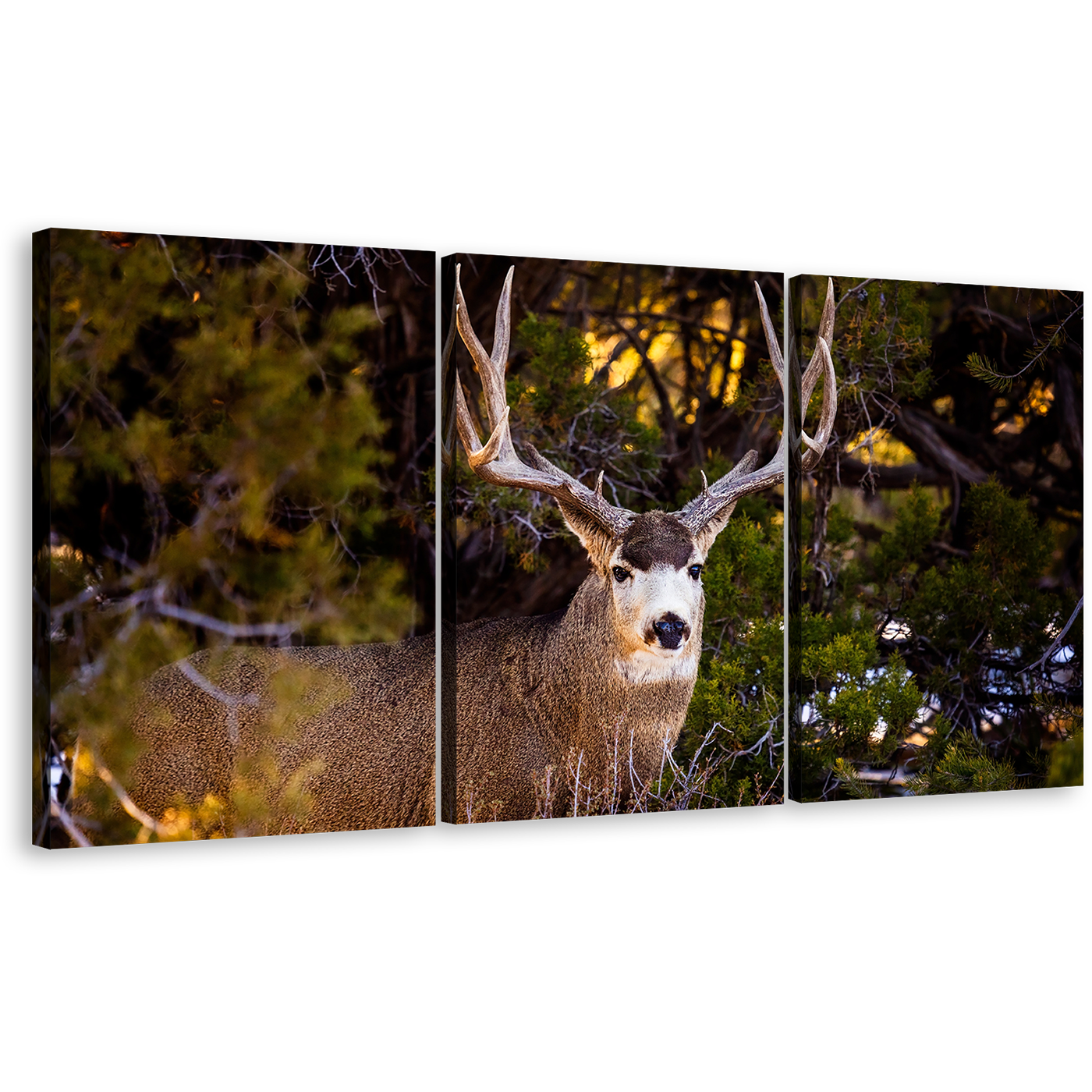 Mule Deer Canvas Wall Art, Brown Deer Wildlife 3 Piece Canvas, Deer Green Scenery Canvas Print