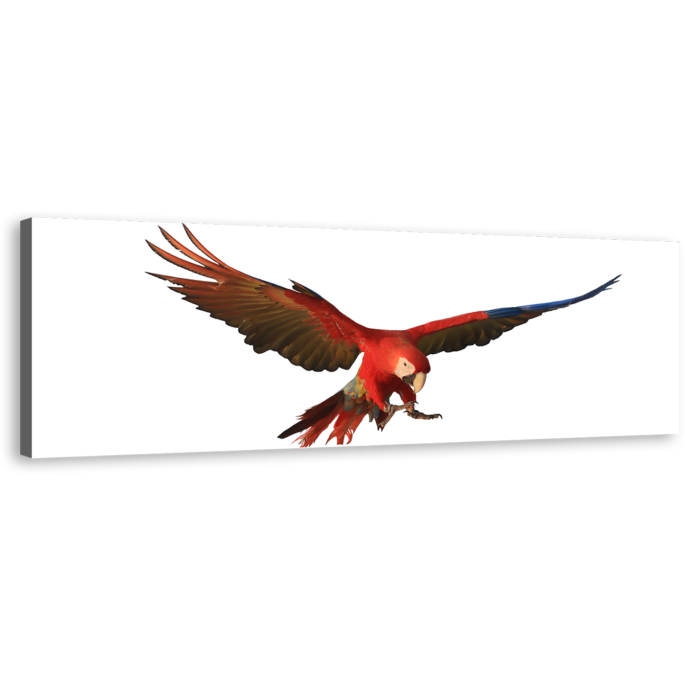 Parrot Flying Canvas Print, Red Macaw Parrot 1 Piece Canvas Wall Art, White Background Bird Flying Wide Canvas