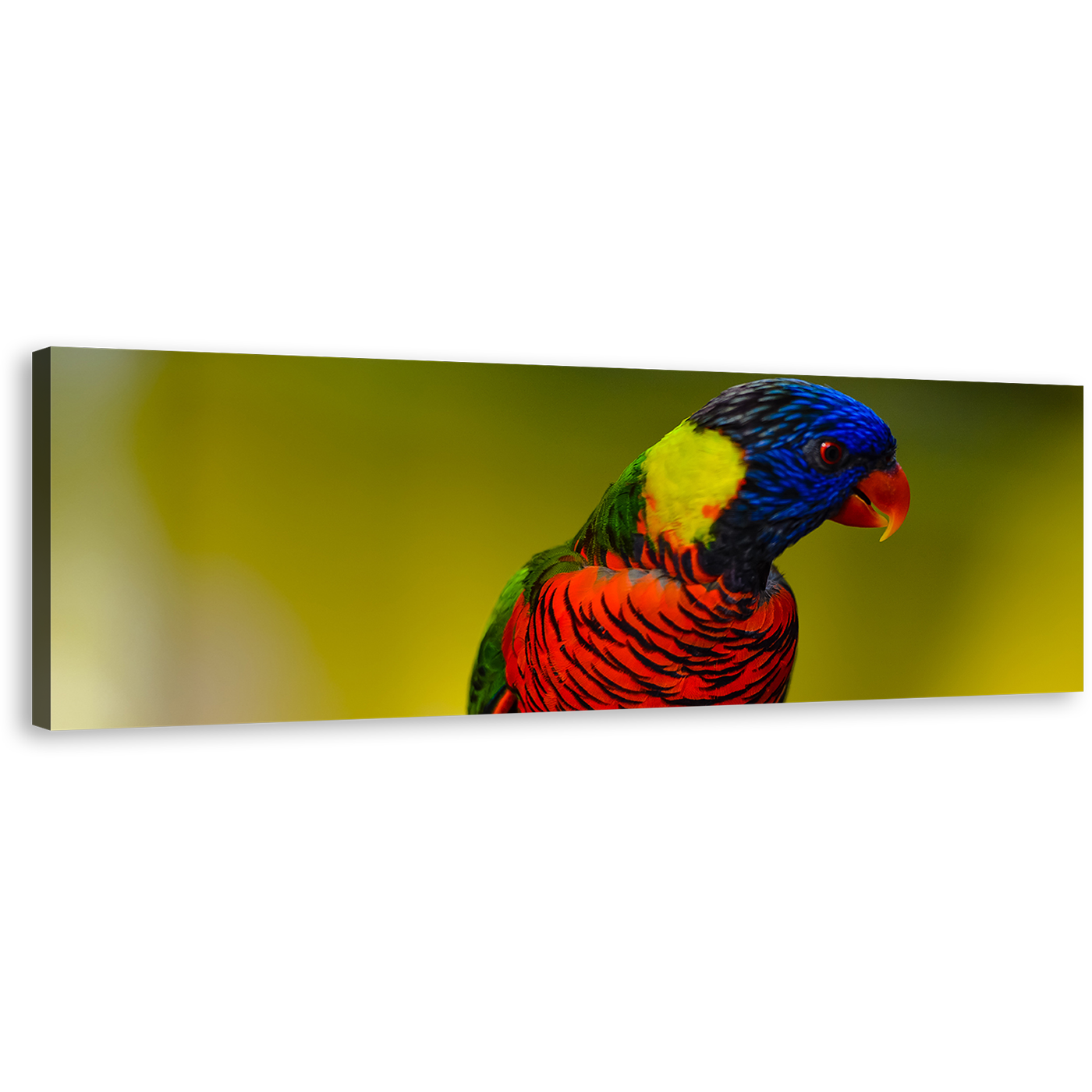 Rainbow Lorikeet Canvas Wall Art, Colorful Parrot 1 Piece Canvas Print, Parrot Portrait Canvas Artwork