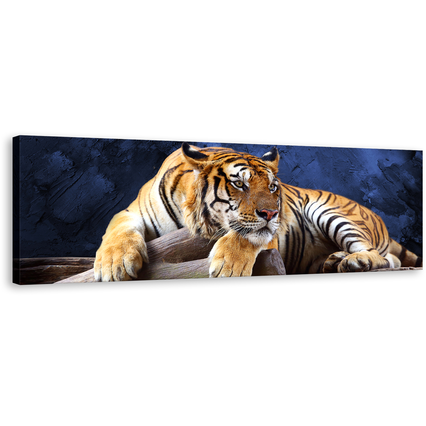 Resting Tiger Canvas Wall art, Yellow Tiger Wildlife Canvas Print, Beautiful Blue Background Animal 1 Piece Canvas Artwork