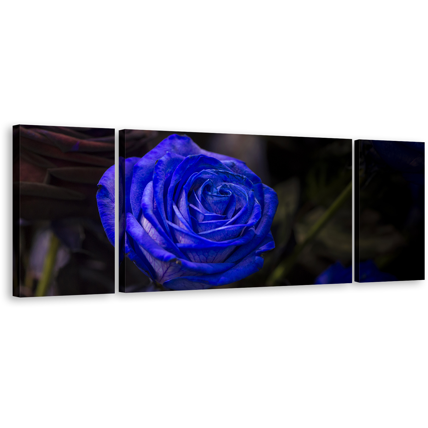 Rose Floral Canvas Wall Art, Isolated Rose Dark Background 3 Piece Multiple Canvas, Blue Flowers Digital Painting Canvas Print