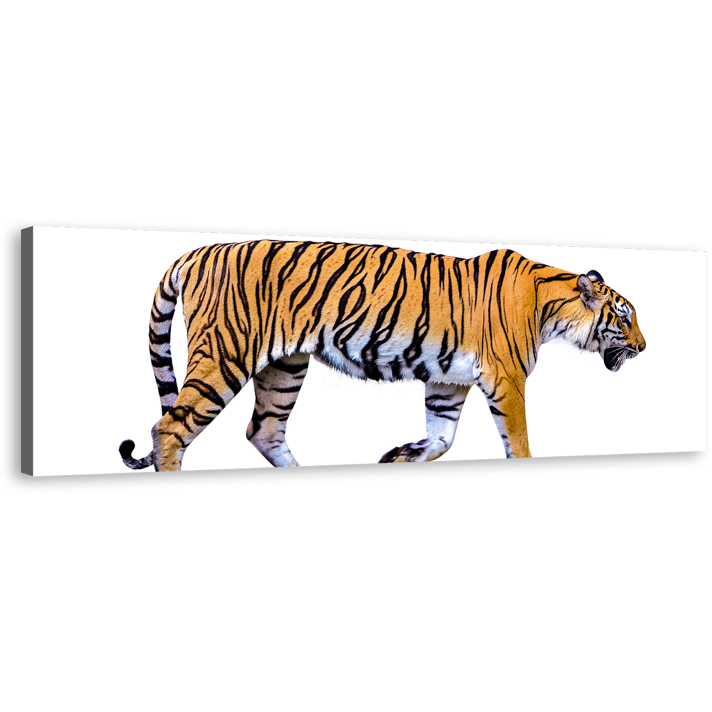 Royal Tiger Canvas Print, Beautiful Tiger Isolate 1 Piece Canvas Wall Art, Yellow White Tiger Close Up Canvas Artwork