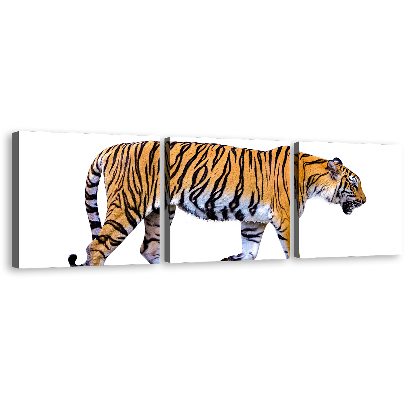 Tiger Isolate Canvas Wall Art, Yellow White Tiger Profile Side 3 Piece Canvas Print, Tiger Portrait Triptych Multi Canvas Artwork