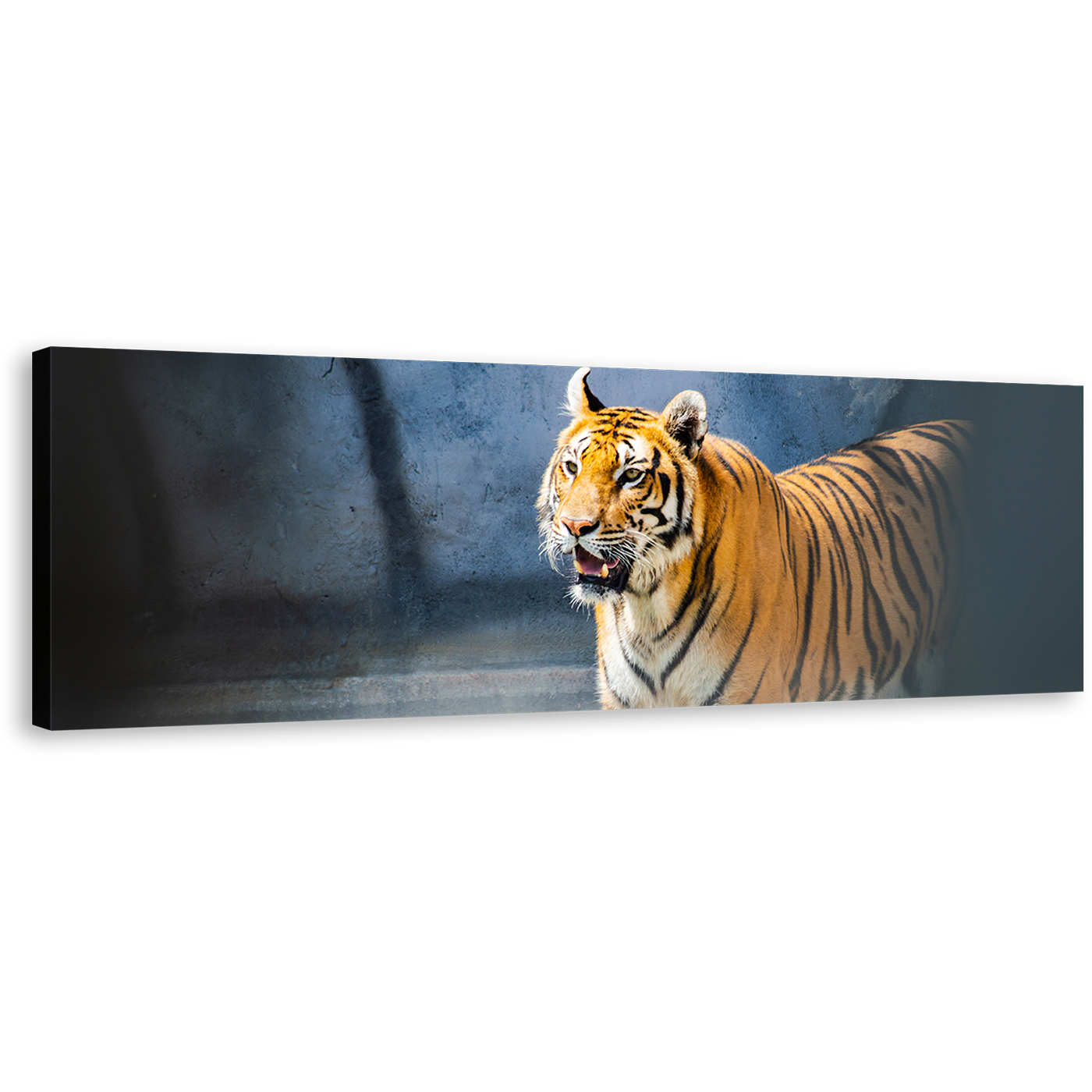 Tiger Looking Canvas Wall Art, Yellow White Tiger Portrait 1 Piece Canvas Print, Tiger Wildlife Canvas Artwork