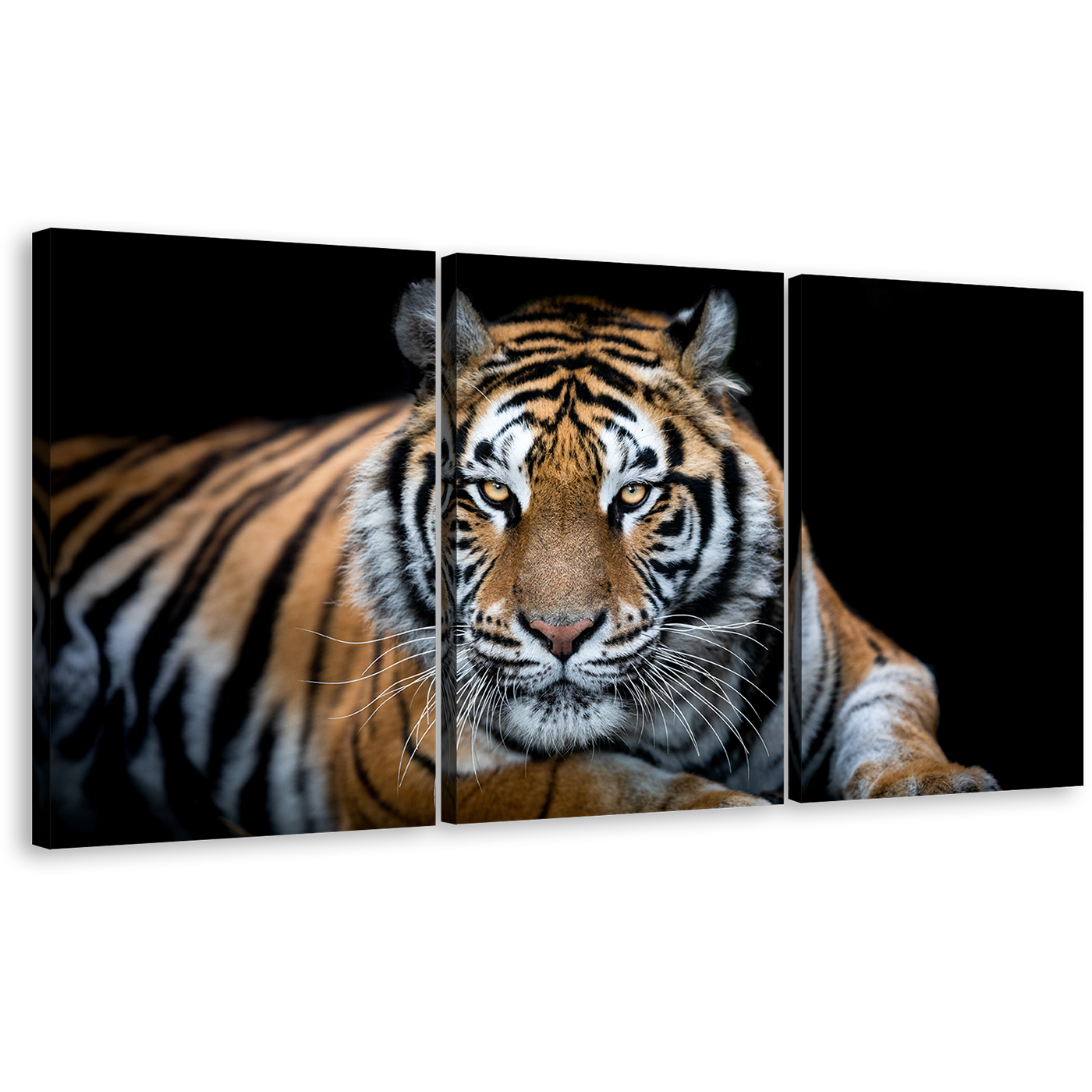 Tiger Sitting Canvas Wall Art, Tiger Front 3 Piece Canvas Print, Orange White Tiger Looking Canvas Set