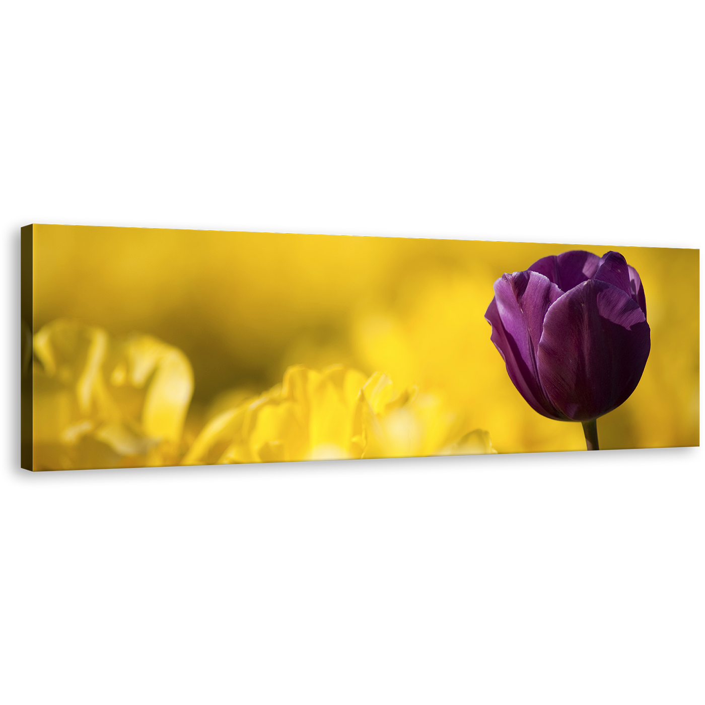 Tulip Flowers Canvas Wall Art, Yellow Fields Background Panoramic Canvas Print, Close Up Purple Tulip Flower Panorama Canvas