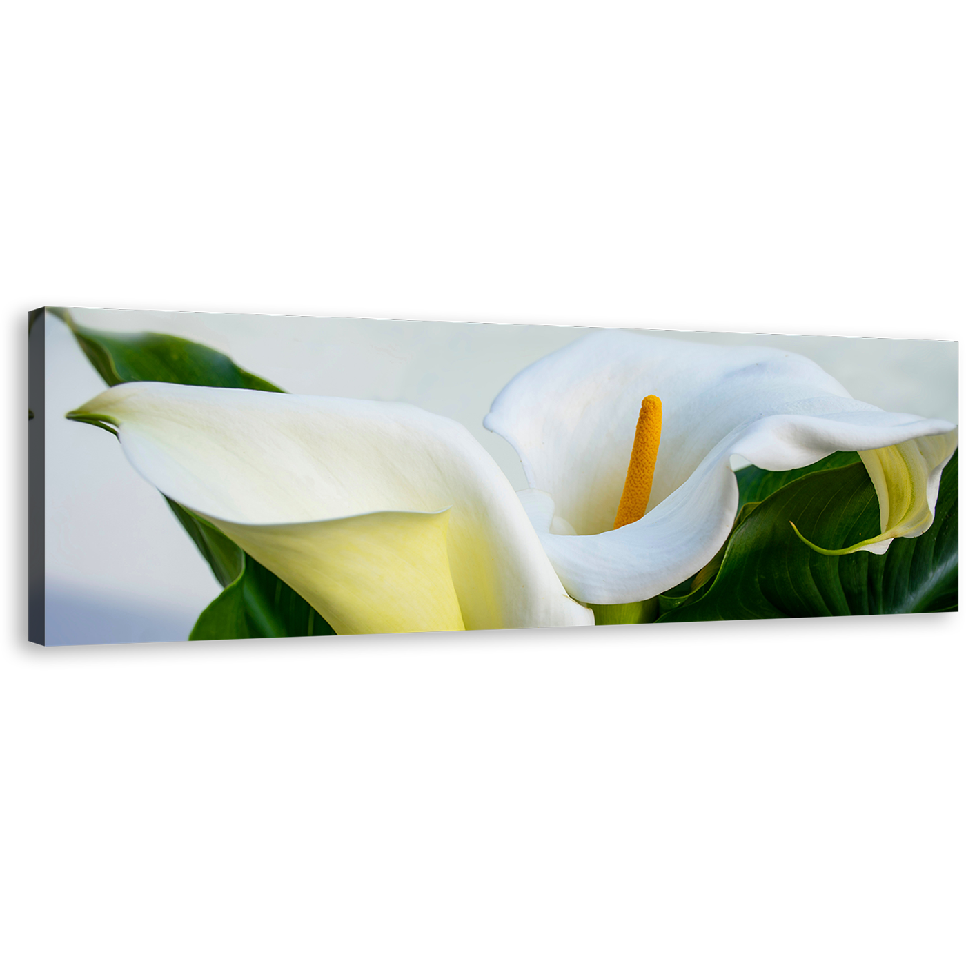 Zantedeschia Aethiopica Canvas Wall Art, White Lily Elegance Panoramic Canvas Print, Green Leaves Lily Digital Painting Canvas Artwork