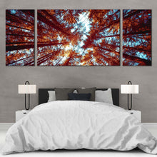 Load image into Gallery viewer, Autumn  Forest  Canvas  Wall  Art  Blue  Sky  Sunrise  Triptych  Multi  Canvas  Artwork  Orange  Looking  Up  Through  Forest  Bedroom  3  Piece  Canvas  Print For Bedroom
