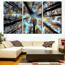 Load image into Gallery viewer, Autumn Trees Canvas Wall Art Looking Up Grove of Trees Canvas Set Looking Up Blue Sky Canvas Print Yellow Autumn Trees  3 Piece In Living room
