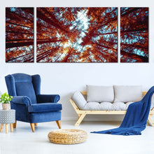 Load image into Gallery viewer, Looking  Up  Canvas  Print  Orange  Autumn  Forest  Living  Room  3  Piece  Canvas  Looking  Up  Through  Forest  Canvas  Wall  Art  Blue  Sky  Sunrise  Canvas  Artwork For Living Room
