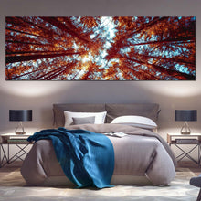 Load image into Gallery viewer, Looking  Up  Canvas  Print  Orange  Autumn  Forest  Panorama  Canvas  Looking  Up  Through  Forest  Canvas  Wall  Art  Blue  Sky  Sunrise Canvas  Artwork For Bedroom
