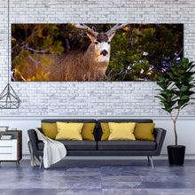 Load image into Gallery viewer, deer  wildlife  canvas  wall  art  deer  green  national  park  1  piece  canvas  print  brown  mule  deer  staring  canvas  artwork For Living Room
