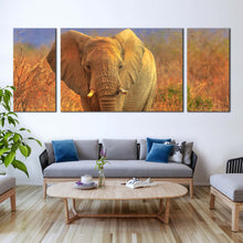 Load image into Gallery viewer, elephant  front  canvas  wall  art  grey  isolated  elephant  3  piece  canvas  print  elephant  in  orange  nature  triptych  canvas  set In Living Room
