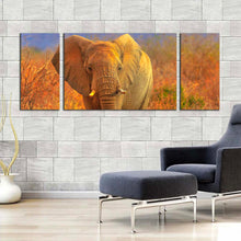 Load image into Gallery viewer, elephant  front  canvas  wall  art  grey  isolated  elephant  3  piece  canvas  print  elephant  in  orange  nature  triptych  canvas  set For Living Room
