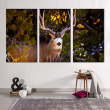 Load image into Gallery viewer, mule deer canvas wall art brown deer wildlife 3 piece canvas deer green scenery canvas print
