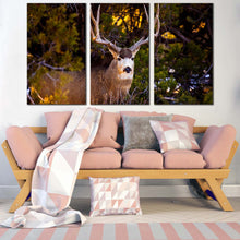 Load image into Gallery viewer, mule deer canvas wall art brown deer wildlife 3 piece canvas deer green scenery canvas print In Living Room
