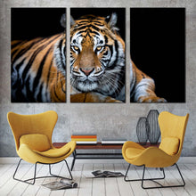 Load image into Gallery viewer, tiger sitting canvas wall art tiger front 3 piece canvas print orange white tiger looking canvas set In Living Room
